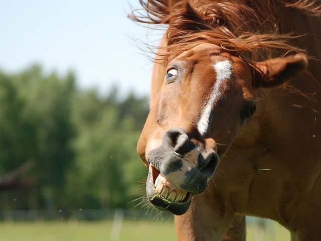 the-5-funniest-animal-photos-on-the-web