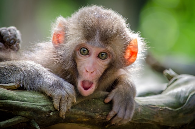the-5-funniest-animal-photos-on-the-web