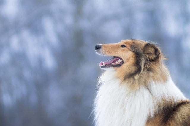 the-most-beloved-names-for-dog-owners