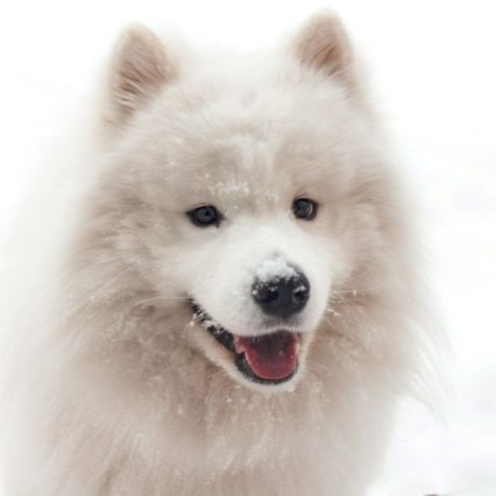 the-most-beloved-names-for-dog-owners