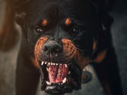 10-dog-breeds-to-avoid-with-children-at-home