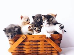 10-beautiful-cat-names